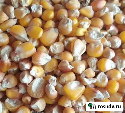 Кукуруза Усть-Лабинск - изображение 1