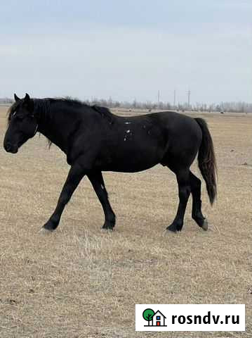 Продажа лошадей Астрахань - изображение 1