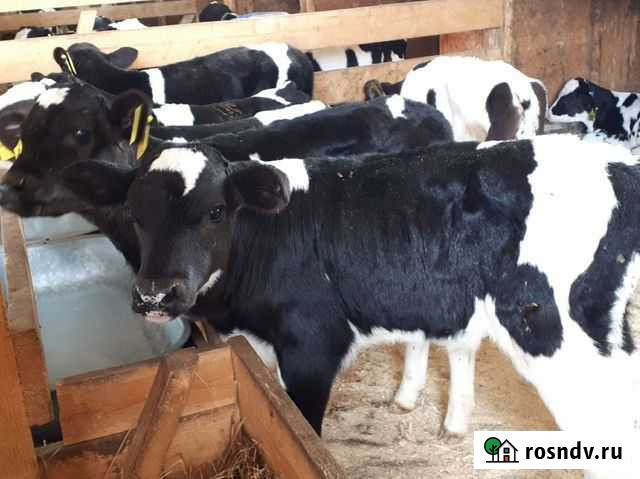 Бычки телята Белинский - изображение 1