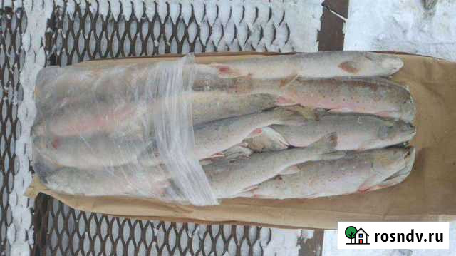 Рыба свежая Тальменка - изображение 1