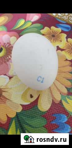 Яйц Домодедово - изображение 1