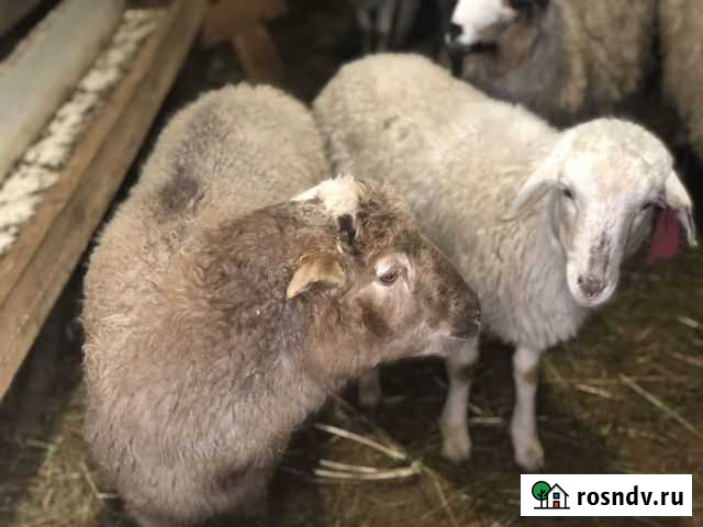 Овцы бараны ягнята Щёлково - изображение 1