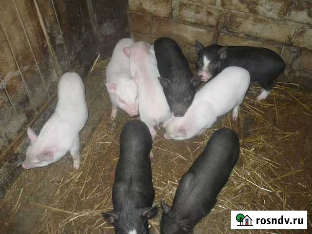 Вьетнамские поросята 2 мес Смоленск - изображение 1