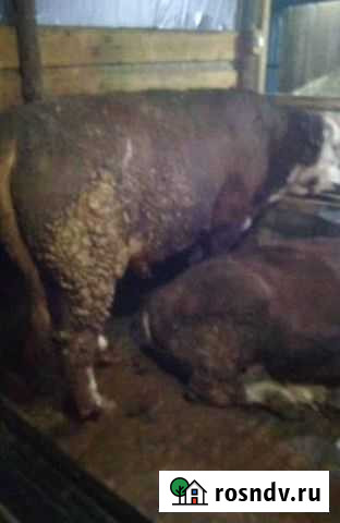 Быки Герефорд с откорма Кашары - изображение 1