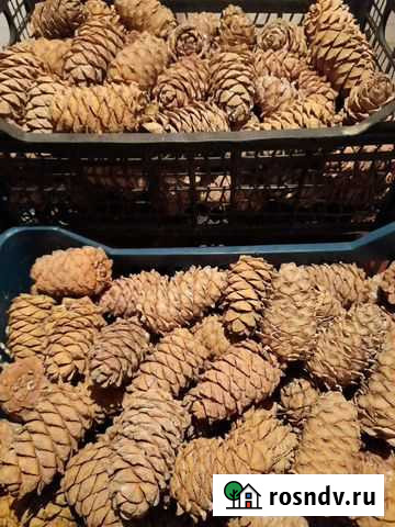 Шишка кедровая продам Ханты-Мансийск - изображение 1