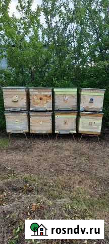 Ульи для пчёл, б/ у, в отличном состоя Рамонь - изображение 1