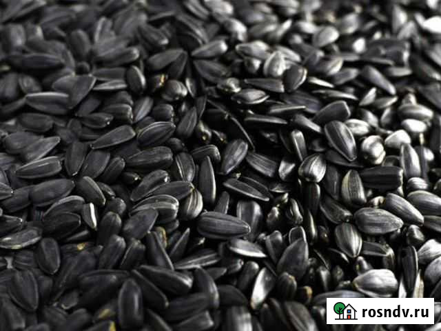 Семечка подсолнечник для Корма с доставкой Романово - изображение 1
