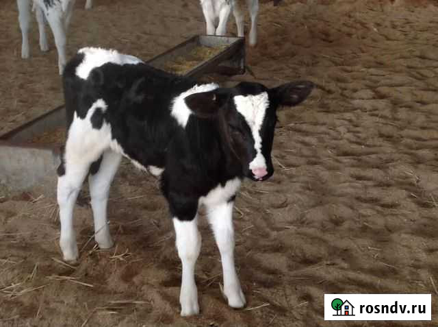 Бычки телята телки Вознесенская - изображение 1