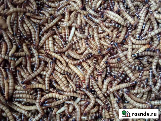 Зоофобас Санкт-Петербург - изображение 1