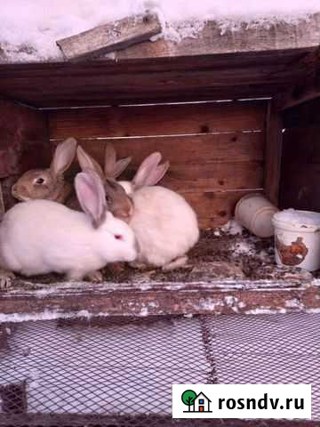 Кролик Березники - изображение 1