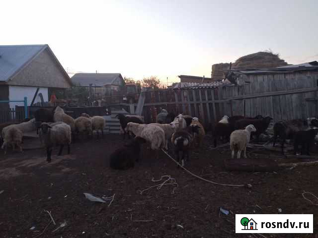 Овцы Переволоцкий - изображение 1