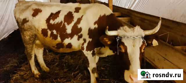 Молоко сырое Ясногорск - изображение 1