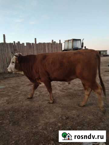 Крс Икряное - изображение 1