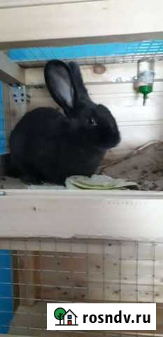 Кролики Луга - изображение 1