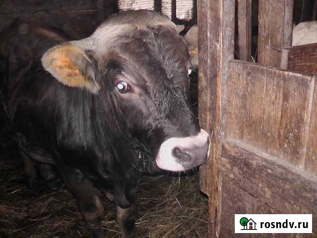 Бык Рославль - изображение 1