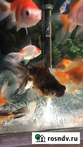 Рыбка оранда (золотая) Сочи - изображение 1