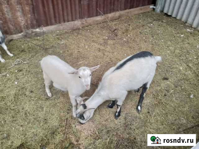 Козы Зимовники - изображение 1