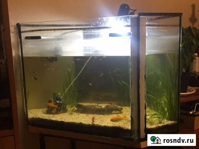 Аквариум Тамбов - изображение 1