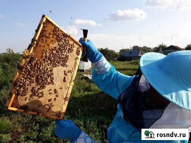 Пчелосемьи Набережные Челны - изображение 1