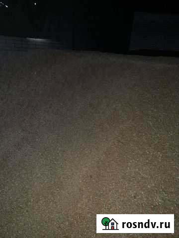 Зерно пшеница Ачикулак - изображение 1