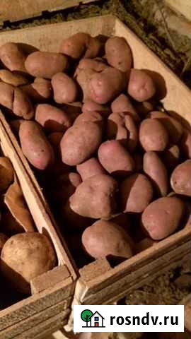 Картофель домашний Киров - изображение 1