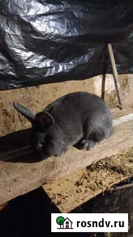 Кролики венский голубой Пролетарск - изображение 1