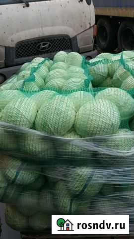 Капуста оптом сорт Мегатон Тимашевск - изображение 1