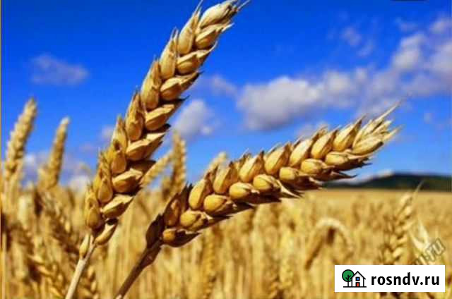 Зерно пшеница Калачинск - изображение 1