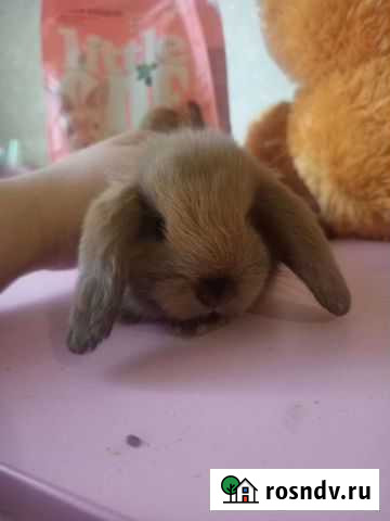 Декоративные кролики вислоухие Барнаул - изображение 1
