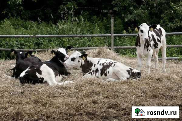 Телята мясные с бесплатной доставкой на дом Короча - изображение 1