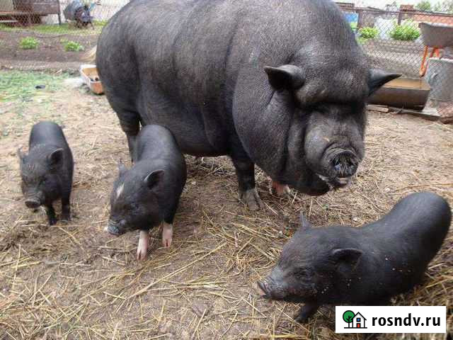 Вьетнамская вислобрюхая свиноматка с поросятами Усть-Илимск - изображение 1