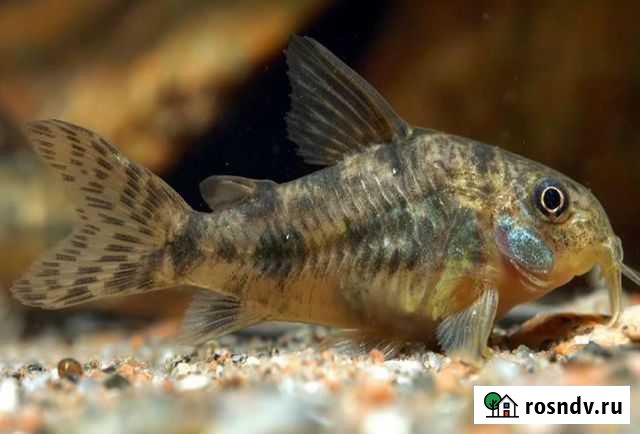 Сом крапчатый и др Ангарск - изображение 1