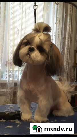 Стрижка собак и кошек. Экспресс линька Барнаул - изображение 1