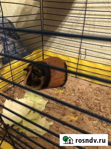 Морская свинка Хотьково - изображение 1