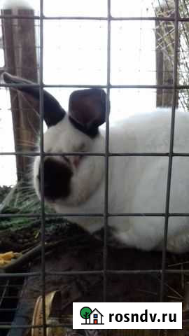 Строкачи,Калифорнийцы,Ризены разного возраста / чи Клин - изображение 1