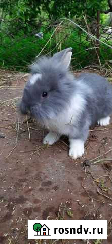 Кролики Симферополь - изображение 1