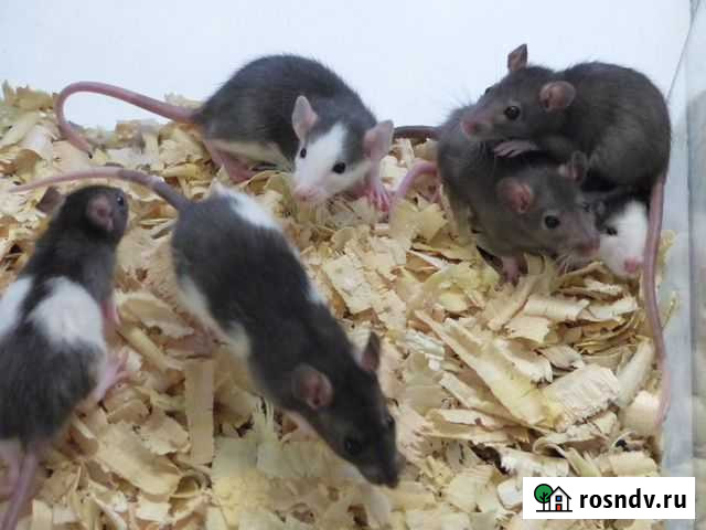 Крысята Омск - изображение 1