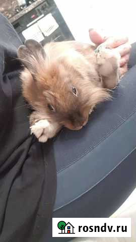 Декоративные кролики Новочеркасск - изображение 1