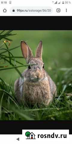 Кролик Чапаевск - изображение 1
