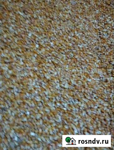 Кукуруза Дивное - изображение 1