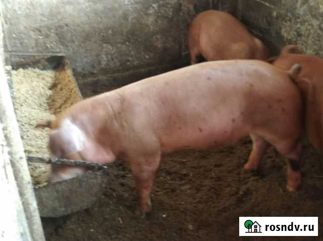 Поросята дюрок Болгар - изображение 1