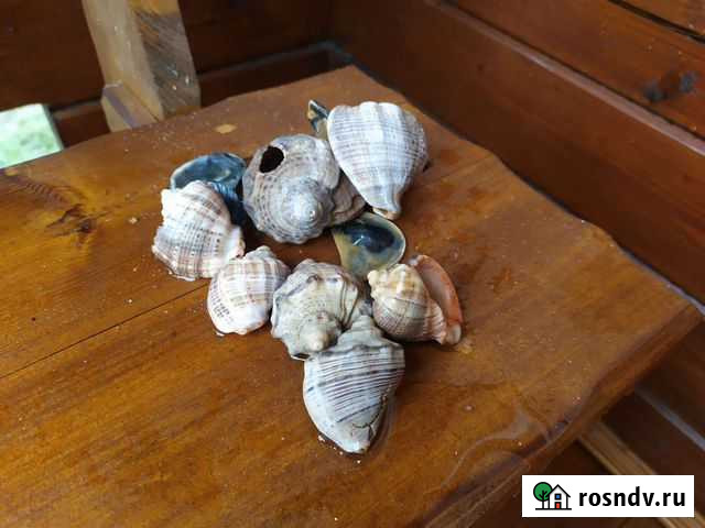 Ракушка с чёрного моря Владимир - изображение 1