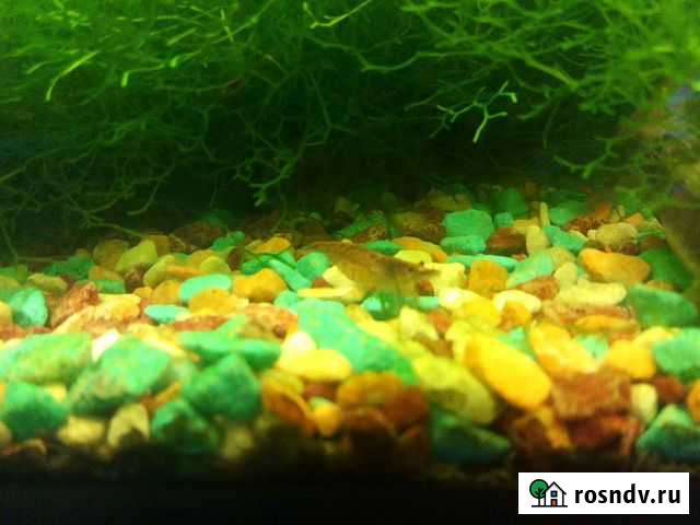 Аквариумные креветки Вишенка Череповец - изображение 1