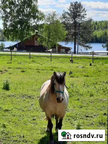 Лошадь, Белорусская упряжная Питкяранта - изображение 1