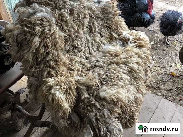 Шкура барана Одинцово - изображение 1