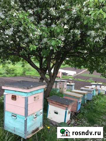 Пчелосемьи, Пчелопакеты, матки 2021 Иглино - изображение 1