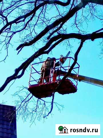 Спил Деревьев. Обрезка Деревьев. Альпинист Калининград - изображение 1