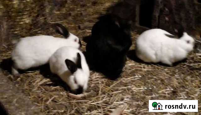 Кролики Кемерово - изображение 1