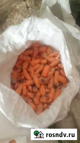 Морковь кормовая Долгопрудный - изображение 1