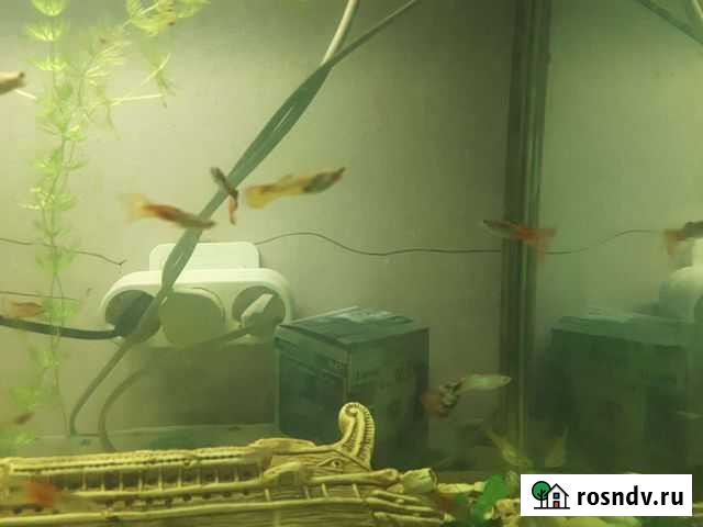 Рыбки гуппи Норильск - изображение 1